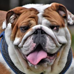 Paisley - Bulldog