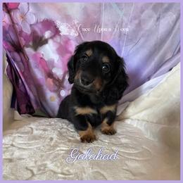 Dachshund Puppies from Once Upon a Ween