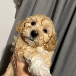 Dark blue boy - male Havanese puppy in Arlington, Washington from Havanese With Love Breeding Co.
