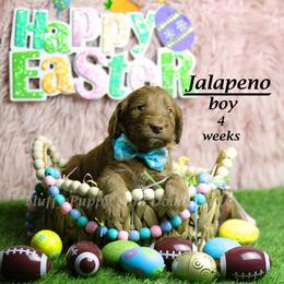 Jalapeno (green collar) boy - Red  male Goldendoodle puppy in Corona, California from Fluffy Puppy Mini Doodles LLC