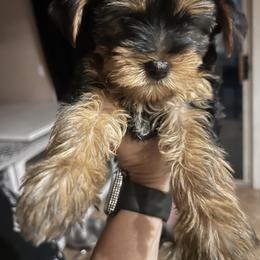 Belle - Chocolate, tan and white female Yorkshire Terrier puppy in Glendale, Arizona from Elite Yorkies AZ