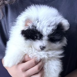 Nuka - Black parti male Pomeranian puppy in Waterloo, Indiana from Garcias Pomeranian