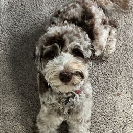 Moose - Goldendoodle
