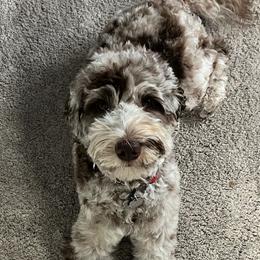 Moose - Goldendoodle