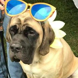 Mastiffs from Bowtied Lickers
