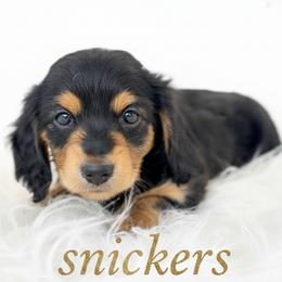 Dachshund Puppies from Draggin' Azz Ranch