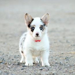 American Corgi, Miniature Australian Shepherd, and Pembroke Welsh Corgi Puppies from Rafter C Aussies & Corgis