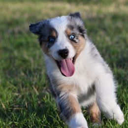 Australian Shepherd Puppies from Black Cow Kennels
