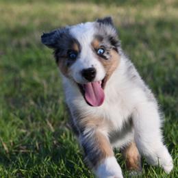 Australian Shepherd Puppies from Black Cow Kennels