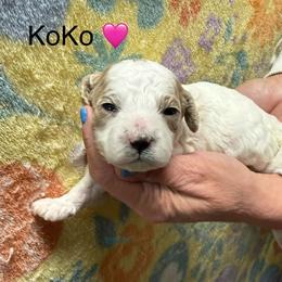 KoKo - White female Cavapoo puppy in Greensburg, Kentucky from Doodle Me Crazy