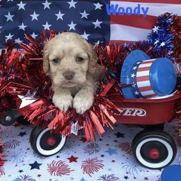 Woody - Buff male Cockapoo puppy in Connersville, Indiana from MoonShine Babies