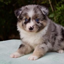 Bullseye - Blue merle male Australian Shepherd puppy in Grapeland, Texas from Smokin K Aussies