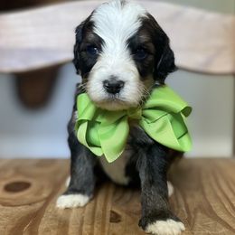 Hank Jr - Sable Bernedoodle puppy in Bastrop, Texas from Sweet Pea Bernedoodles