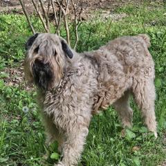 Udolf - Bouvier des Flandres