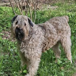 Udolf - Bouvier des Flandres