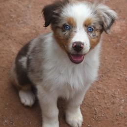 Faith - Red merle female Australian Shepherd puppy in San Tan Valley, Arizona from Mott Ranch - Blazin' Sun Aussies