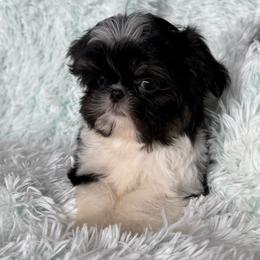 Clay - Black and white male Shih Tzu puppy in Shawnee, Oklahoma from Black Velvet Shih Tzu