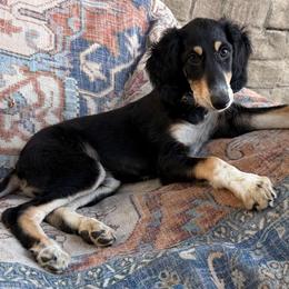 Kanishk - Yellow Collar - Black male Saluki puppy in Los Angeles, California from Srinagar Salukis