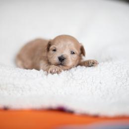 Maltipoo puppies from North Texas Puppies