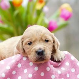 Dahlia - Golden female Golden Retriever puppy in Saint Joe, Indiana from Golden Acres Farm