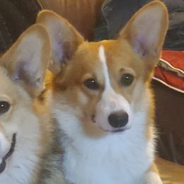 Pembroke Welsh Corgis from Redbriar Corgis