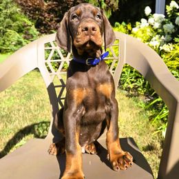 Boy 2 - Red and rust male Doberman Pinscher puppy in Chagrin Falls, Ohio from Schloss Velburg Dobermanns