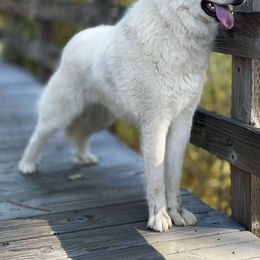 Great Pyrenees All Grown Up from The Yosemite Pyrenees Ranch