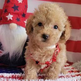 Sunflower - Red  female Goldendoodle puppy in Beecher, Illinois from Erica’s Doodles