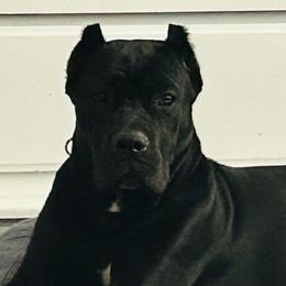 Nymeria - Cane Corso