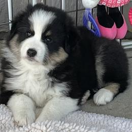 Star - Black tri female Miniature American Shepherd puppy in Minden, Nevada from Destiny Aussies