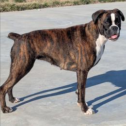 Wrangler - Brindle female Boxer puppy in Mountain Home, Idaho from LJK Boxers & Toy Aussies