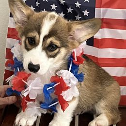 Pembroke Welsh Corgi Puppies from Becky's Pembroke Welsh Corgis