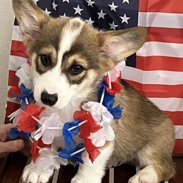 Pembroke Welsh Corgi Puppies from Becky's Pembroke Welsh Corgis