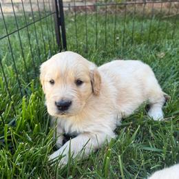 Girl pup 2 - Light golden female Golden Retriever puppy in San Jacinto, California from Golden Retriever Puppy Bliss