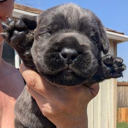 White collar - Gray male Cane Corso puppy in Cove, Oregon from Bane's Legacy Cane Corso