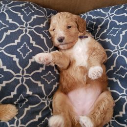 Aussiedoodle Puppies from Color Country Doodles