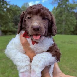 Clover (Red Collar Male) - Parti male Poodle puppy in Jasper, Georgia from Harrington Doodles & Poodles