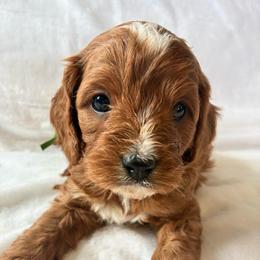 Storm - Apricot male Cavapoo puppy in Adrian, Oregon from ApplebyFarm