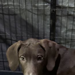 Boy 3 - Chocolate male Great Dane puppy in Mount Pocono, Pennsylvania from Pocono Mountain Great Danes