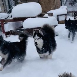 Siberian Huskies from Fields of Huskies