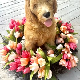 Maple (Teal Collar Boy) - Apricot male Goldendoodle puppy in De Land, Florida from Rezapour Doodle Estate