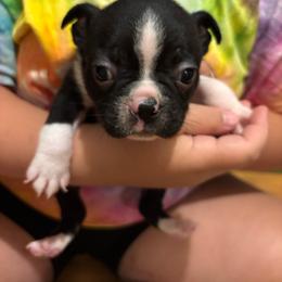 Jerry - Black and white male Boston Terrier puppy in Spartanburg, South Carolina from Sassy Pap Farms