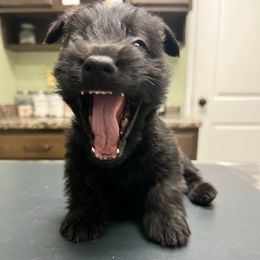 Bob - Brindle male Scottish Terrier puppy in Chattanooga, Tennessee from Oodles of Cuties!