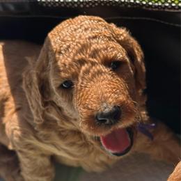 Purple - Red  female Poodle puppy in Keedysville, Maryland from Sunshine Red Standard Poodles