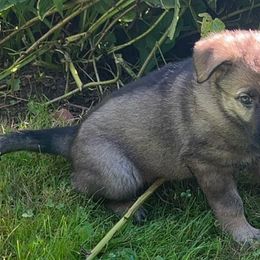 German Shepherd Puppies from Lucas Fiedler