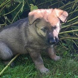 German Shepherd Puppies from Lucas Fiedler
