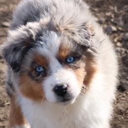 Australian Shepherd Puppies from Silverbrook Australian Shepherds