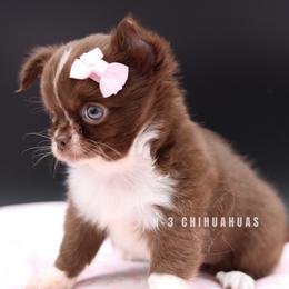 Monroe - Chocolate and white female Chihuahua puppy in Tulsa, Oklahoma from H-3 Chihuahuas