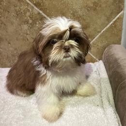 Chase - Red and white male Shih Tzu puppy in Eastvale, California from Gigi’s Shih tzu