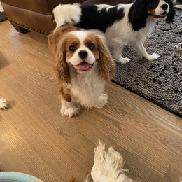 Black Russian Terrier and Cavalier King Charles Spaniel Puppies from Ocean Gem & Guardian Bears